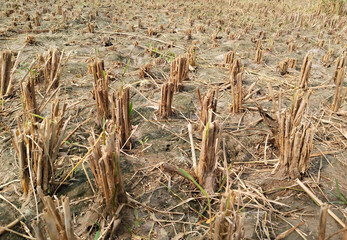 Paddy field after complete harvest showing only dry stubs and roots left on ground, post-harvest rural farmland in India during clear daylight