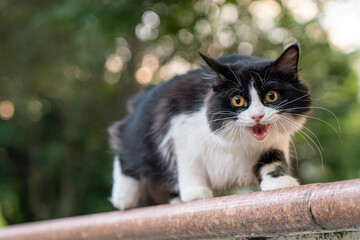 Elegant Black and White Cat Resting on Garden Wall in Nature