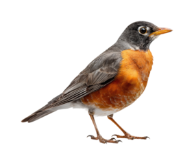 Robin bird perched on ground nature wildlife PNG, isolated on transparent background