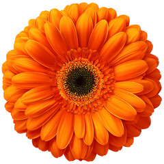 A single vibrant orange gerbera daisy flower in full bloom, showcasing an elegant and detailed petal texture in a beautiful floral design isolated on a clean white background