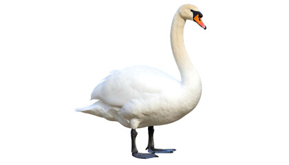 Fototapeta premium Elegant Mute Swan Standing Tall on a White Background.
