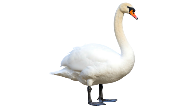 Elegant Mute Swan Standing Tall on a White Background.