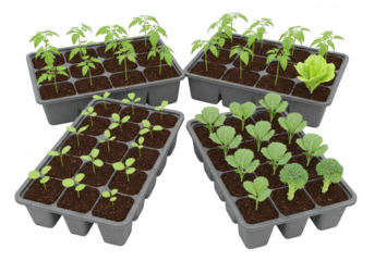 Young plants growing in seedling trays ready for transplanting transparent background