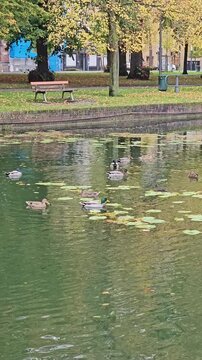 ducks swimming at De&ucirc;le Canal ( Le canal de la Moyenne-De&ucirc;le ) in Lille, France 