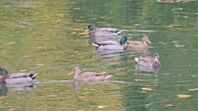 ducks swimming at De&ucirc;le Canal ( Le canal de la Moyenne-De&ucirc;le ) in Lille, France 