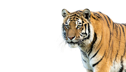 Obraz premium Majestic Siberian Tiger in Winter Setting.