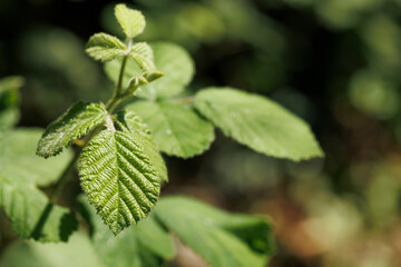 leaves of the green plant leaves with shallow depth of field