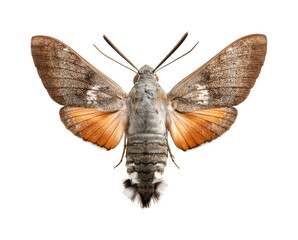 Moth observation nature reserve insect wildlife PNG, isolated on transparent background