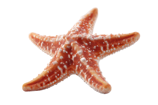 Close-up of orange starfish with white patterns on black background, cut out