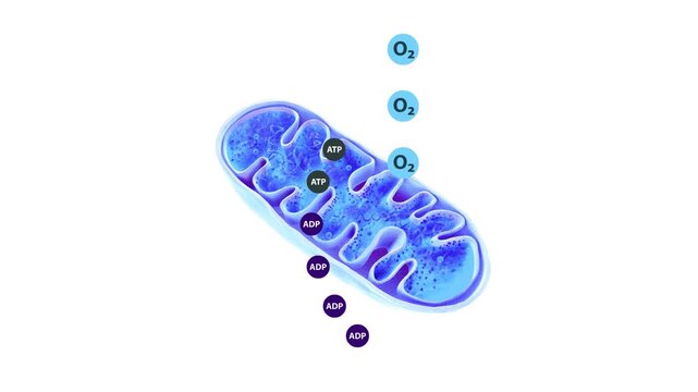 2D and 3D animation showing metabolism pathway with fats, proteins, carbohydrates, glycolysis, citric acid cycle, mitochondri
