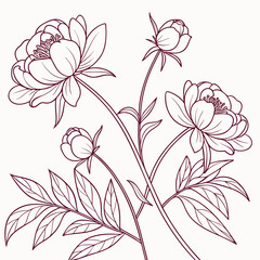 Minimal Peony Illustration Pattern