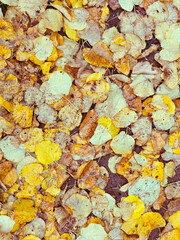 Fallen Colorful Leaves on Wet Ground in Autumn