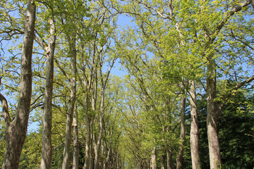 Fototapeta premium plante trees in the gardens of the castle of chenonceau in france 
