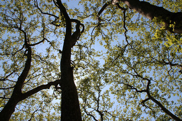 plante trees in the gardens of the castle of chenonceau in france 