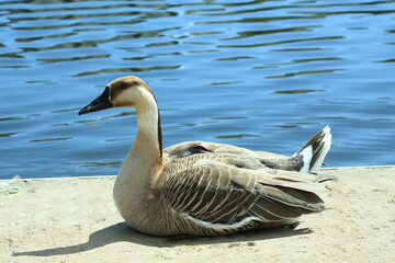 A swan goose Anser cygnoides is resting quietly on a sandy surface near a calm body of water. Its body is in profile with intricate brown and white feather patterns and a long curved neck.