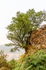 Leitariegos Valley in Asturias, with the air polluted by smoke from the August 2025 forest fires.