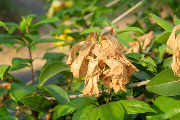 Brown dried flowers and green leaves. Ecology and environmental concept. Abstract pattern for graphic design and banners