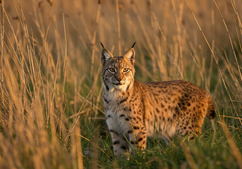 Fototapeta premium A majestic lynx stands alert amidst tall, golden grasses, bathed in warm sunlight.