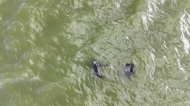 4K Aerial Drone Footage of Long-nosed Fur Seals in Goolwa Barrage, South Australia &ndash; Arctocephalus forsteri Wildlife Behaviour, Swimming Seals, Water Ripples and Natural Habitat