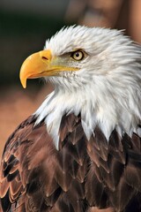 Majestic Bald Eagle Portrait.
A striking, high-resolution close-up portrait of a majestic Bald Eagle. The sharp focus captures every detail of its fierce, golden eye and powerful yellow beak. The imag