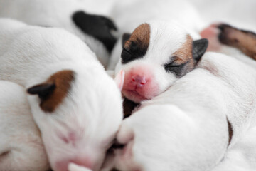 Group of Newborn Puppies lying on blanket