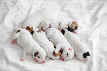 Group of Newborn Puppies lying on blanket
