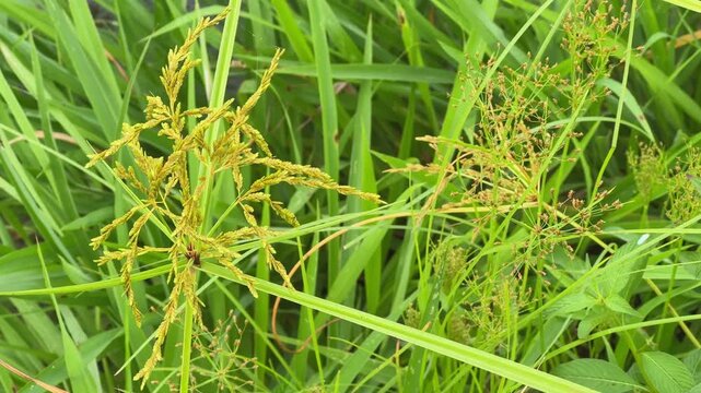 A detailed close-up of Cyperus rotundus, also known as nutgrass or purple nutsedge, growing among green wild vegetation. A common weed found in tropical and subtropical regions.