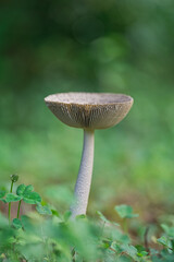 可憐で繊細なキノコのクローズアップ