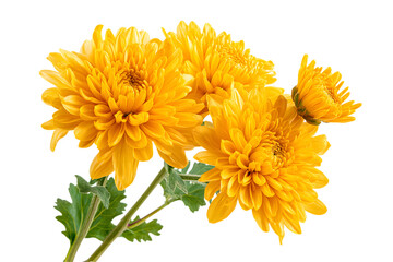 Stunning bouquet of yellow chrysanthemum flowers isolated on white background