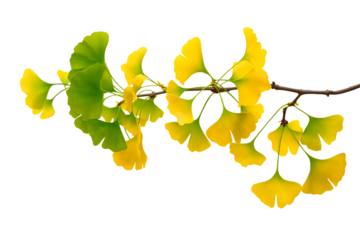 ginkgo biloba branch showing vibrant green and yellow leaves isolated on white background