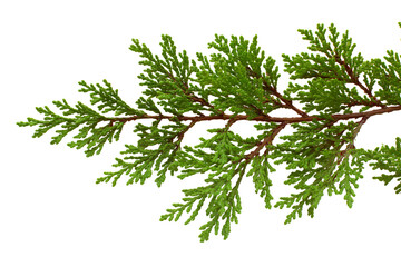 Close-up of vibrant green cedar branch isolated on white background