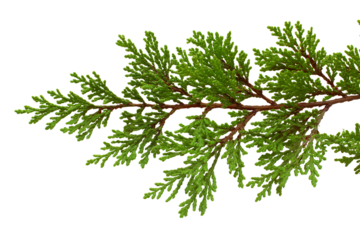 Close-up of vibrant green cedar branch isolated on white background
