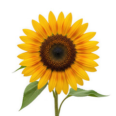 Fototapeta premium A vibrant sunflower with bright yellow petals and a dark center, isolated on a transparent background