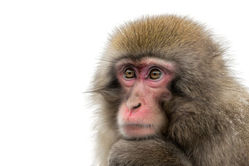 Fototapeta premium close up of a thoughtful monkey with a serene gaze isolated on white background