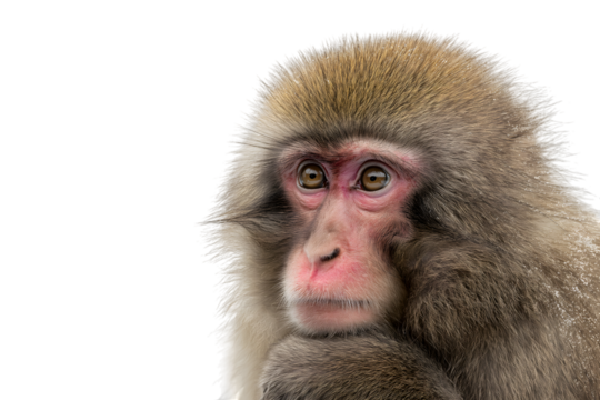 close up of a thoughtful monkey with a serene gaze isolated on white background