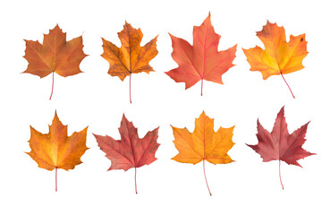 vibrant collection of eight autumn maple leaf isolated on white background