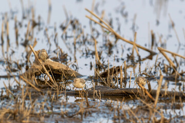 Petits passereaux juchés sur une branche au bord de l'eau