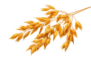 Golden Oat Sprig Isolated Black Background