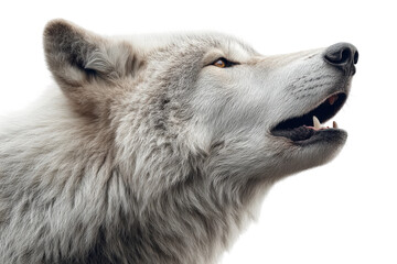 Majestic grey wolf howling with mouth open in profile view, cut out