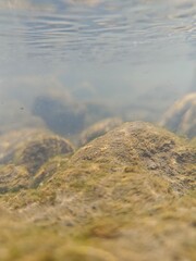 The tranquil depths of a freshwater stream showcase moss-covered stones, subtly illuminated by sunlight filtering through the gently rippling surface.