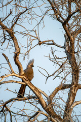 Touraco concolore perché sur une branche