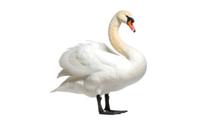 Elegant swan gracefully poses showcasing pristine white feathers and beauty.