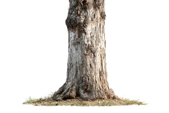 Old Tree Trunk Base Isolated on Black Background Nature Photography