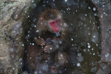 降りしきる雪の中、母ザルに抱かれて寒さをしのぐ子ザル