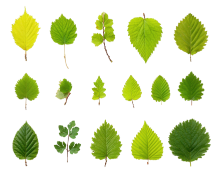 Collection of Fifteen Green and Yellow Tree Leaves Keywords: leaves, tree, green isolated on a transparent background