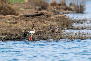 Canards du Cap © PPJ
