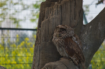 丸太の枝で眠る、ふわふわの毛並みが愛らしいフクロウ