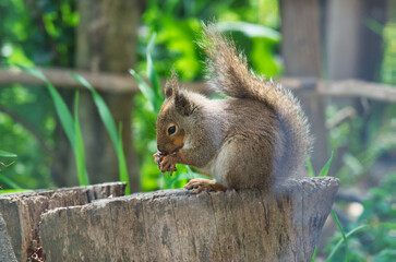切り株の上で、木の実を美味しそうに食べる可愛らしいリス