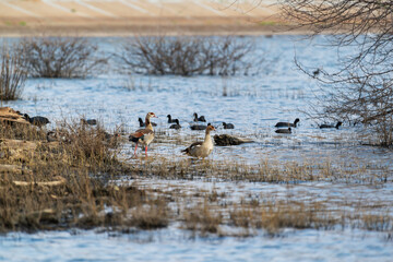 Canards du Cap © PPJ