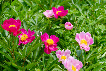 鮮やかなピンク色の牡丹の花が咲く春の庭